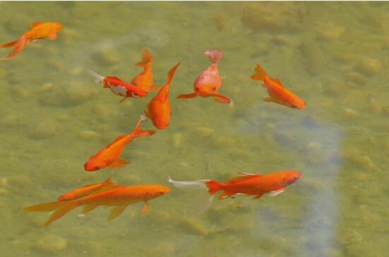 紅鯉魚