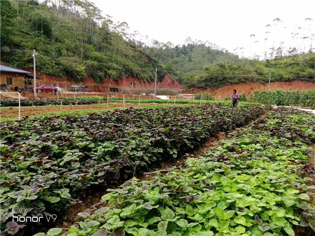  種植基地